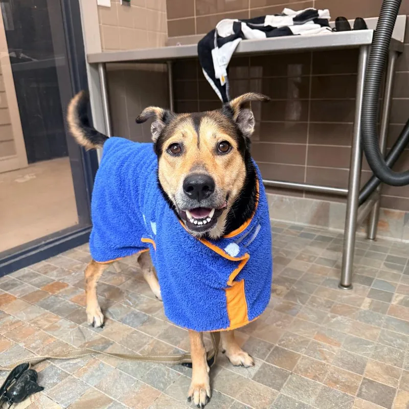 An adult medium-sized female Mixed Breed dog named Ellie for adoption in Raleigh, NC