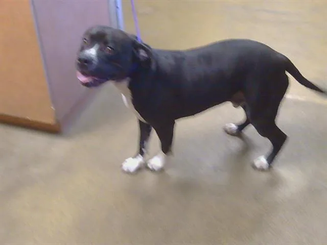 An adult large-sized male Pit Bull Terrier dog named Nacho Libre for adoption in Sacramento, CA