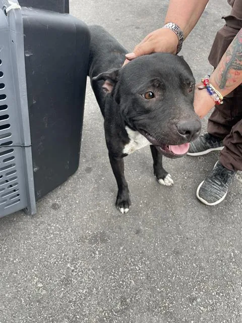 A young medium-sized male Mixed Breed dog named Udon for adoption in Palmetto, FL