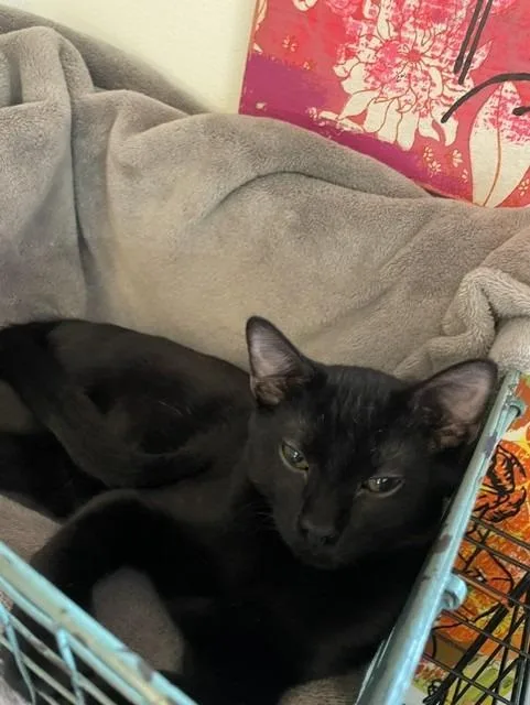 A baby medium-sized male Domestic Short Hair cat named Mario for adoption in Little Rock, AR