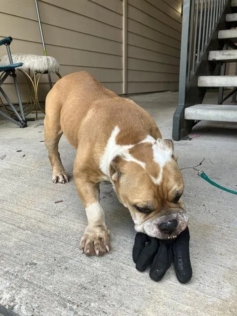 An adult medium-sized female American Bulldog dog named Joelle for adoption in Dallas, TX