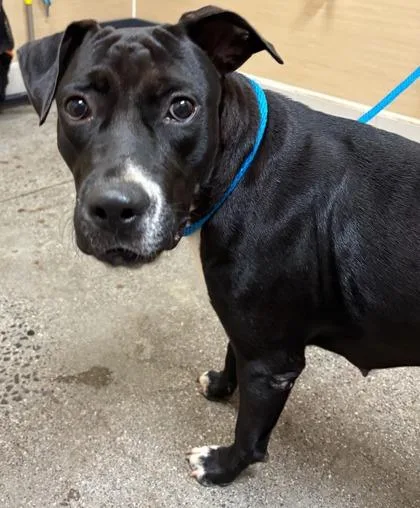 A young large-sized female Mixed Breed dog named Sweetums for adoption in Honolulu, HI