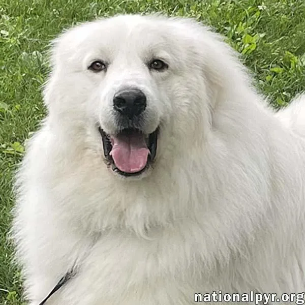 An adult large-sized male White / Cream Great Pyrenees dog named Casper In Ct for adoption in Beacon, NY