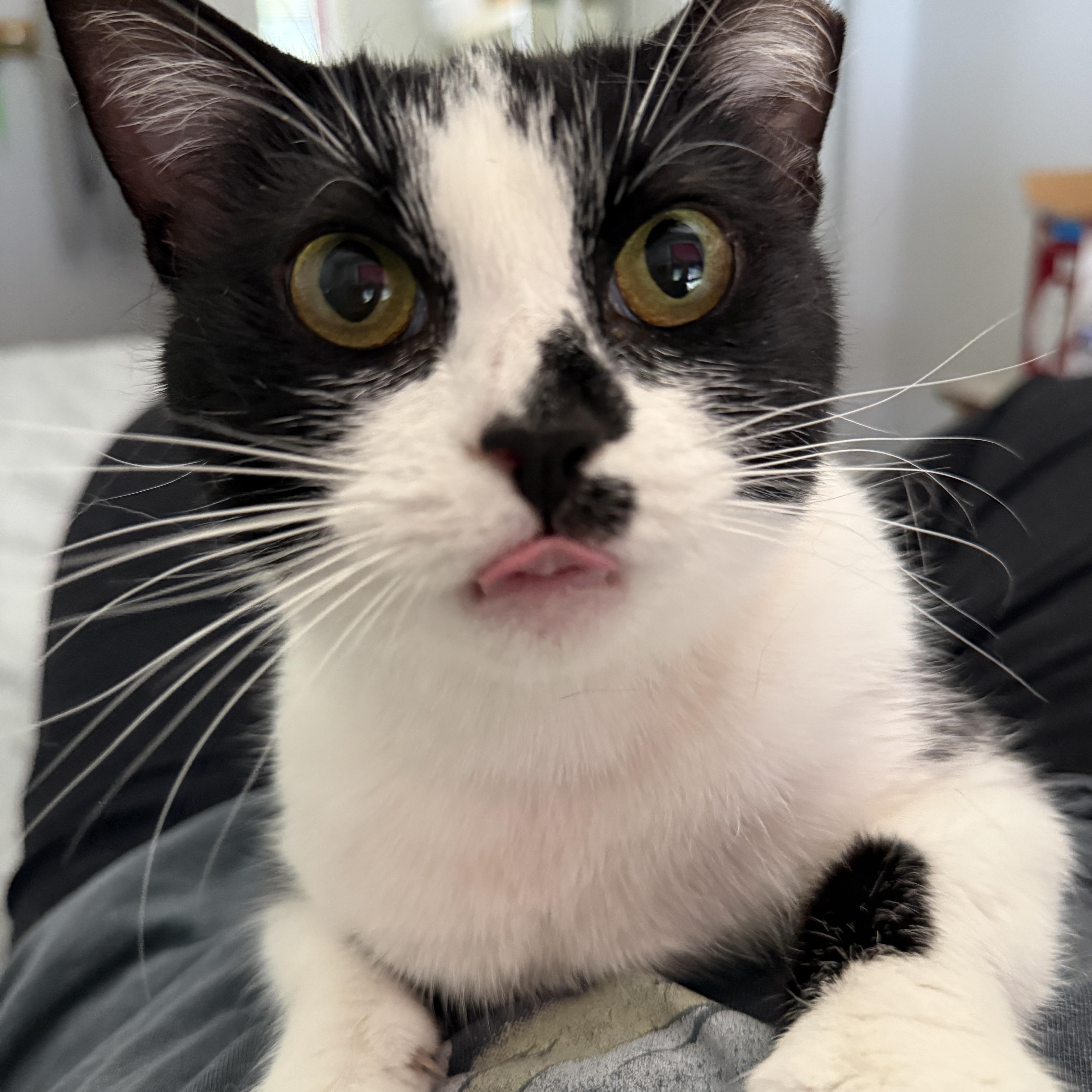 An adult medium-sized female Black & White / Tuxedo Domestic Short Hair cat named Microwave for adoption in Alexandria, VA