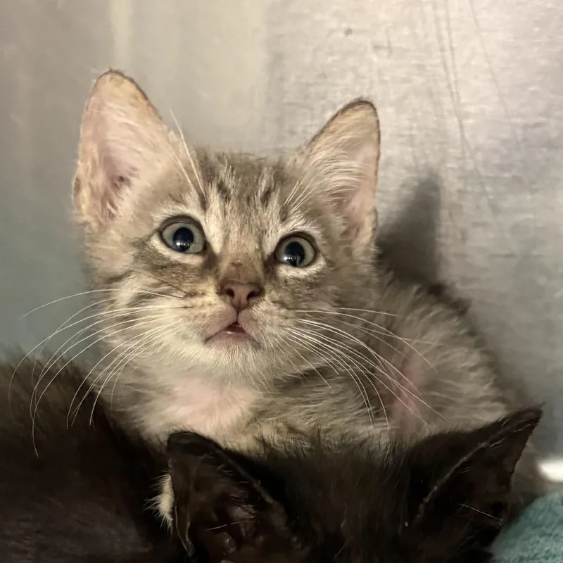 A baby small-sized female Gray / Blue / Silver Domestic Short Hair cat named Grecia for adoption in San Antonio, TX