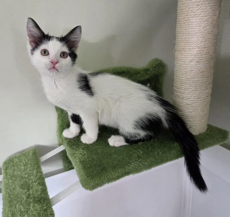 A baby medium-sized female Black & White / Tuxedo Domestic Short Hair cat named Vanilla for adoption in Magnolia Springs, AL
