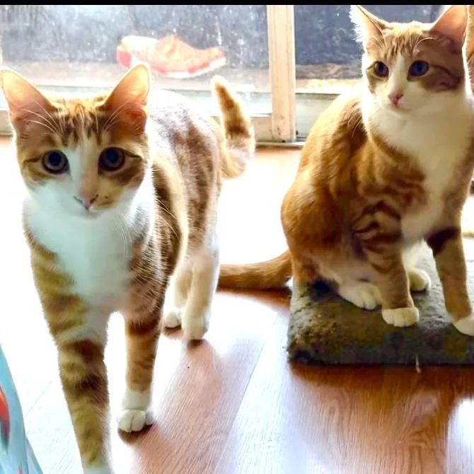 An adult medium-sized female Orange / Red Domestic Short Hair cat named Beverly for adoption in Los Angeles, CA