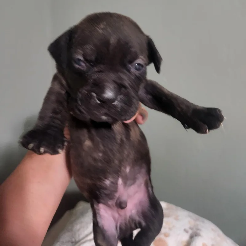 A baby medium-sized male Brindle Pit Bull Terrier dog named Sterling for adoption in Brentwood, CA