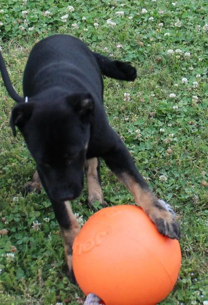 Atlas
