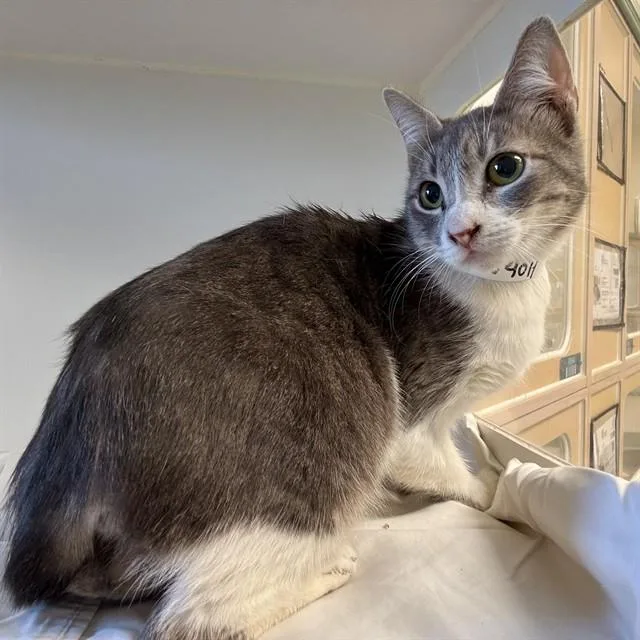 An adult small-sized female Domestic Short Hair cat named Sylvia for adoption in Riverside, CA