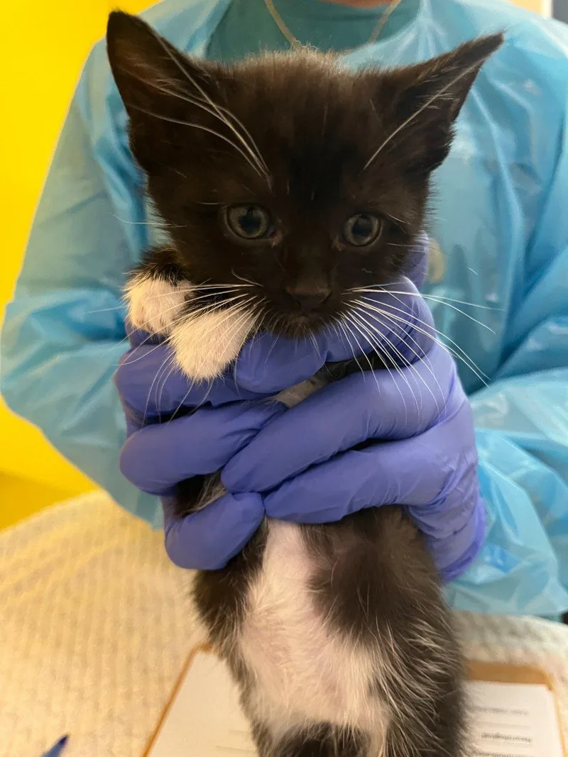 A baby small-sized female Black & White / Tuxedo Domestic Short Hair cat named Ori for adoption in Raleigh, NC
