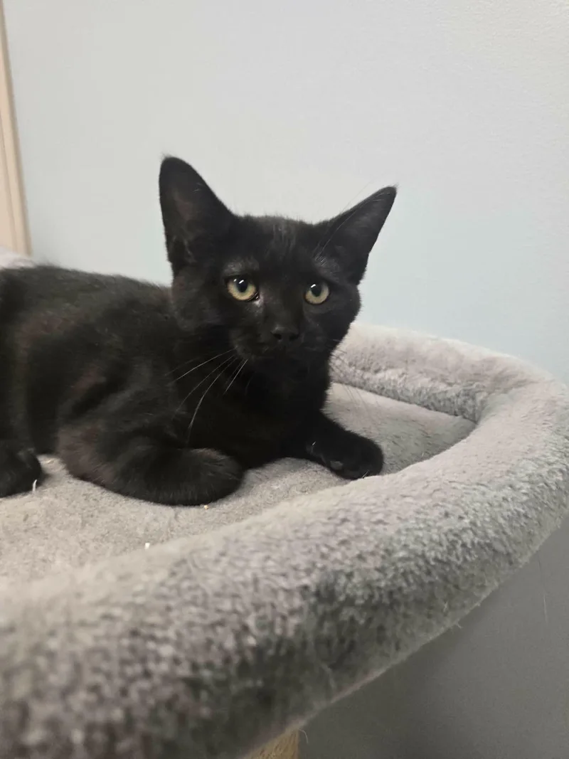 A baby medium-sized female Black Domestic Short Hair cat named Filmore for adoption in Chambersburg, PA