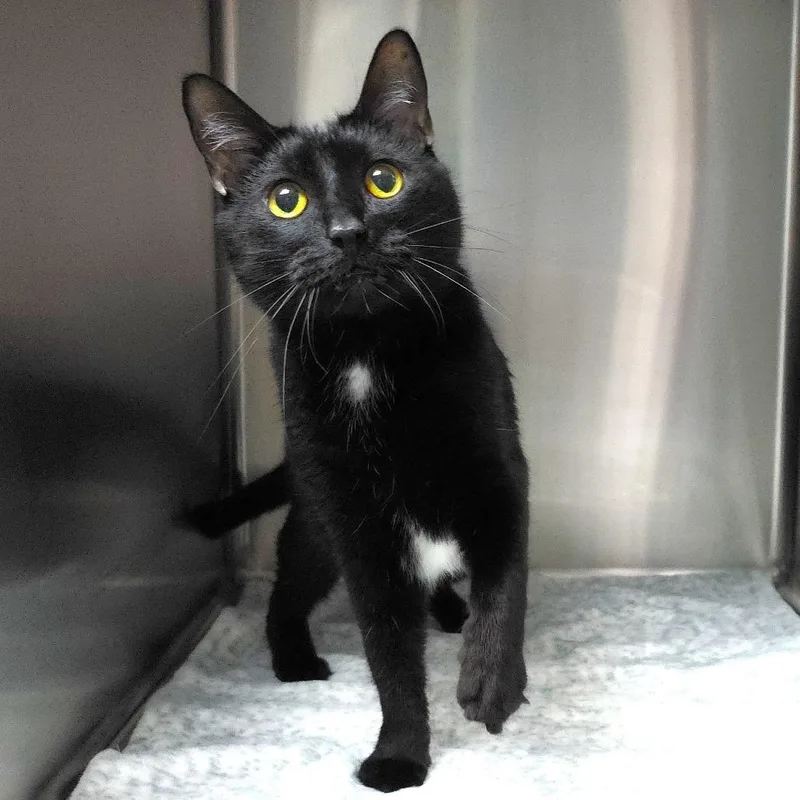 An adult large-sized male Black Domestic Short Hair cat named Merlo for adoption in Michigan City, IN