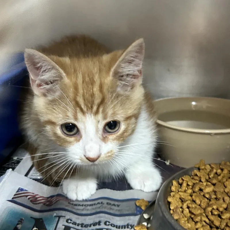 A baby small-sized male Orange / Red Domestic Short Hair cat named Timon for adoption in Newport, NC