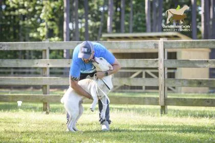 An adult large-sized male Retriever dog named B Donald for adoption in North Charleston, SC