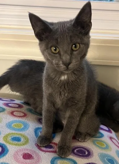 A baby small-sized female Domestic Short Hair cat named Joanie $ for adoption in Seneca, SC