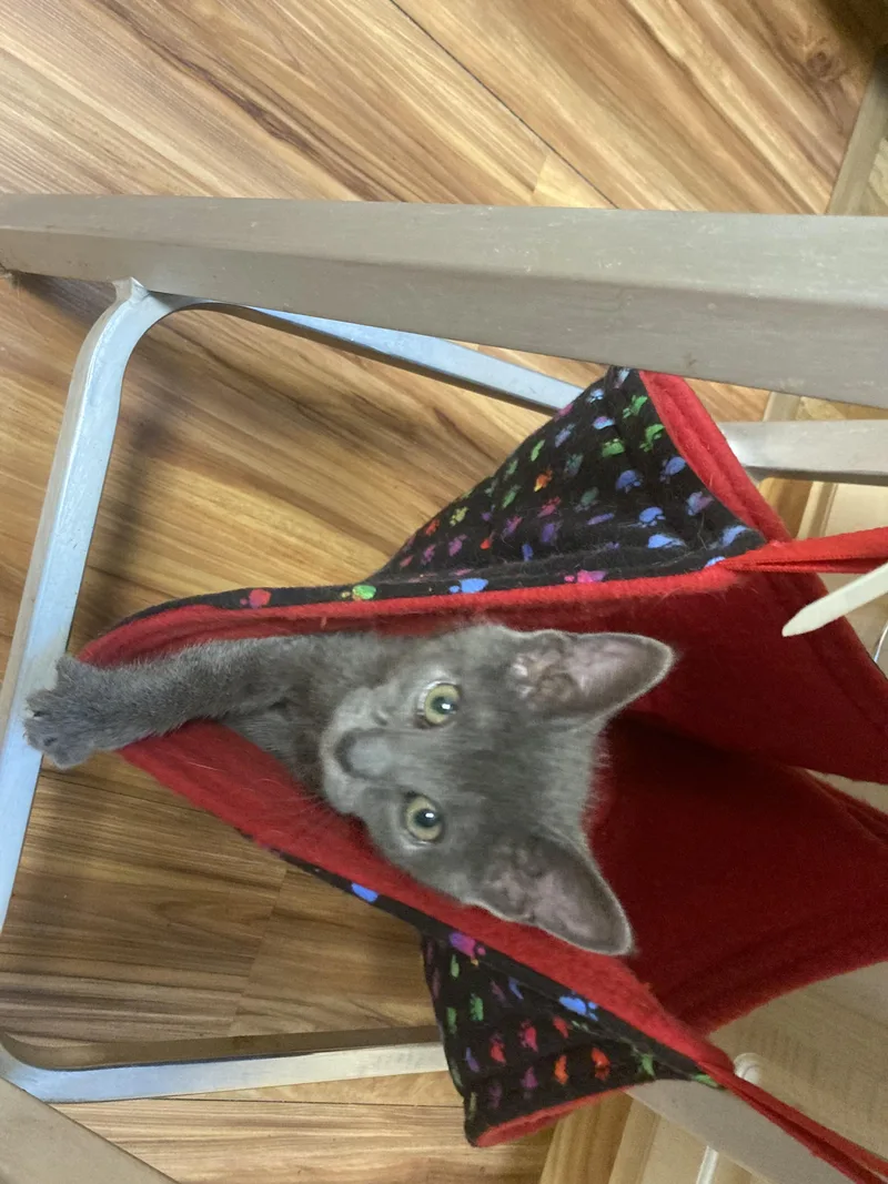 A baby medium-sized female Tabby (Gray / Blue / Silver) Domestic Short Hair cat named Mouse for adoption in Philadelphia, PA