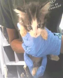 A baby small-sized male Domestic Short Hair cat named Stanker for adoption in Largo, FL