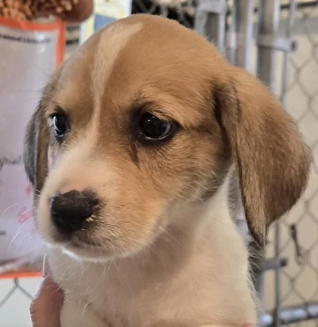 Beagle mix pup