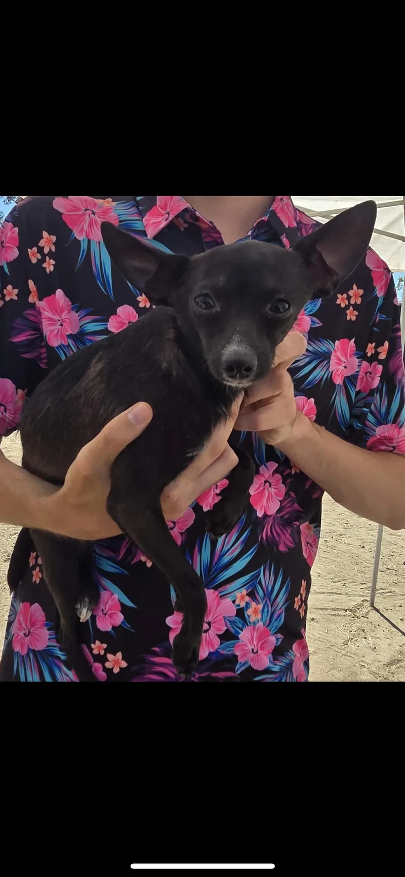 A young small-sized male Bicolor Chihuahua dog named Sugar for adoption in Hamden, CT