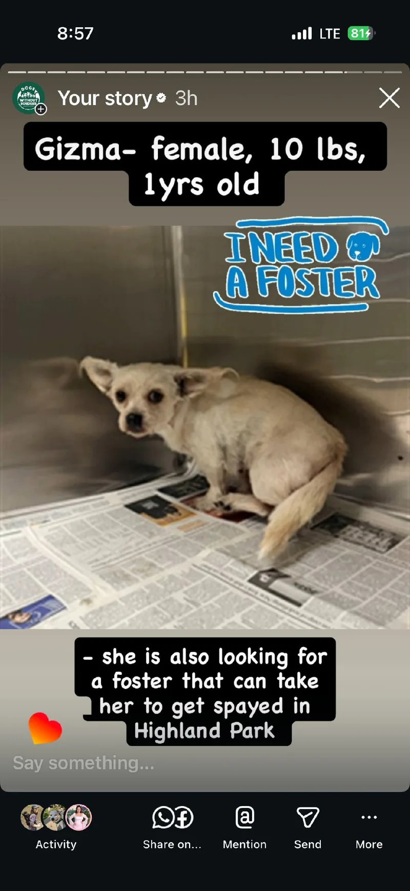 A young small-sized female Terrier dog named Gizma for adoption in Los Angeles, CA