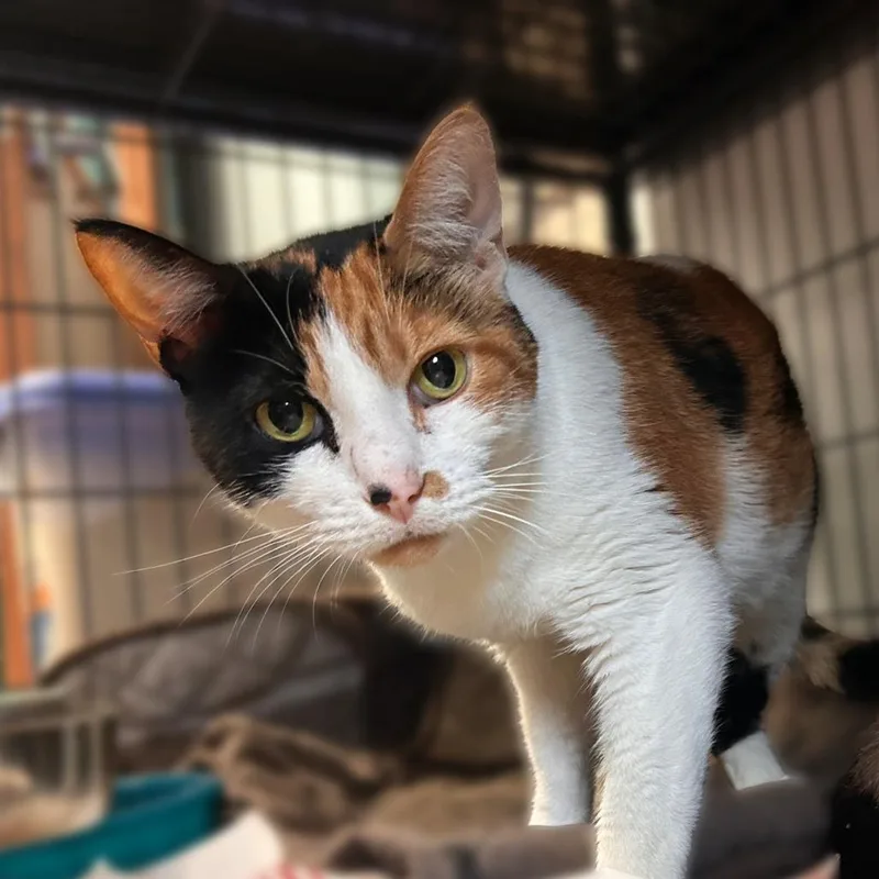An adult large-sized female White Domestic Short Hair cat named Love for adoption in Davenport, IA