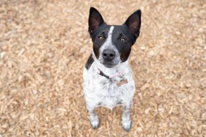 An adult medium-sized male Australian Cattle Dog / Blue Heeler dog named Mickey for adoption in Carrollton, TX