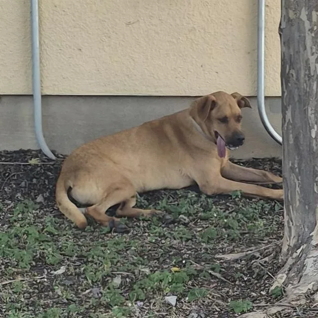 An adult medium-sized female Labrador Retriever dog named Maya for adoption in San Antonio, TX