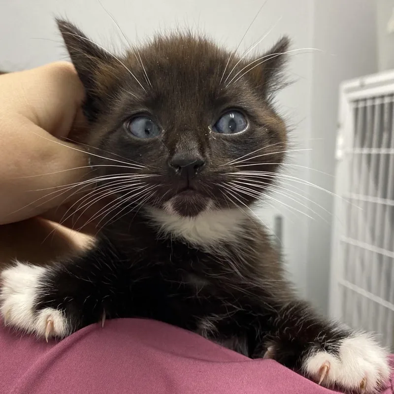 A baby small-sized male Black Domestic Medium Hair cat named Morgan for adoption in Franklin, NC
