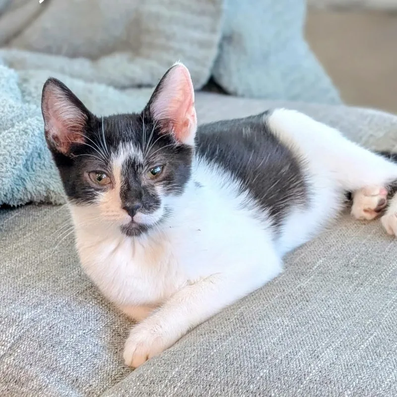 A baby small-sized male American Shorthair cat named Ty for adoption in Woodlawn, TN
