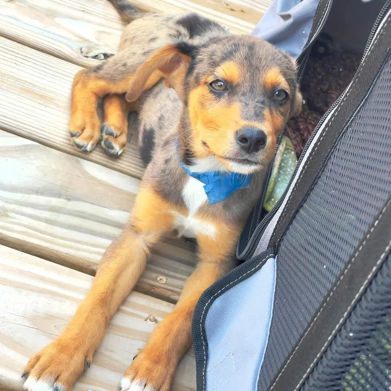 A baby medium-sized male Merle (Blue) Mixed Breed dog named Dobbs for adoption in Groveland, MA