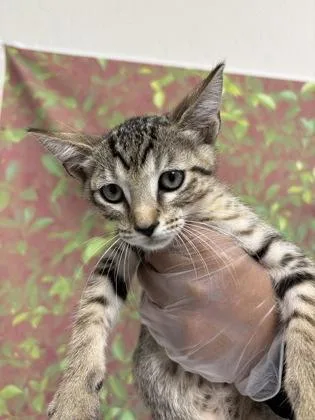 A young small-sized female Domestic Short Hair cat named Wintermint for adoption in San Antonio, TX
