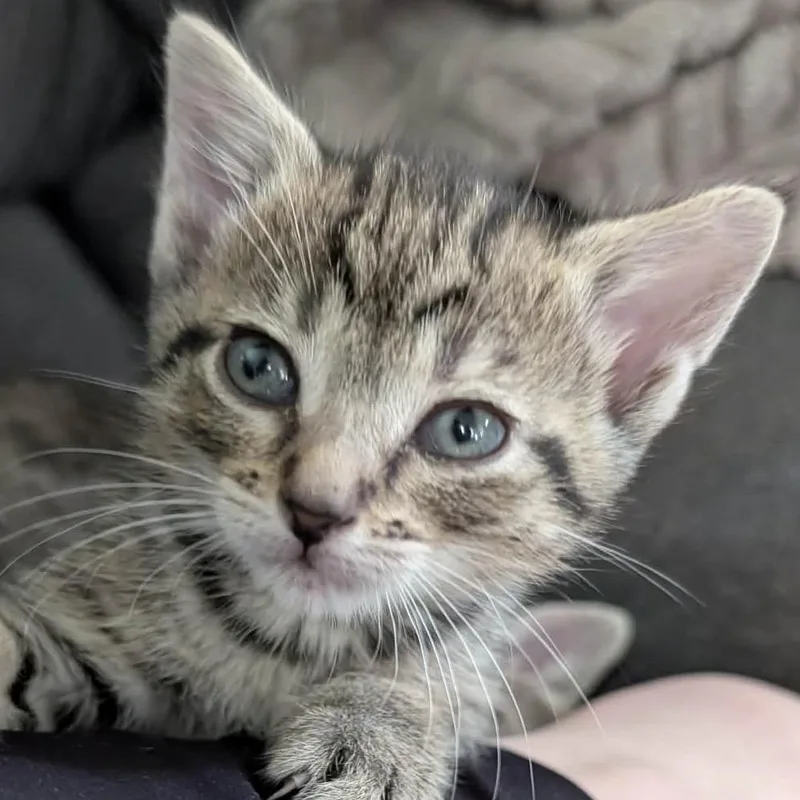 A baby medium-sized female Tabby (Brown / Chocolate) Domestic Short Hair cat named Thyme for adoption in Toledo, OH