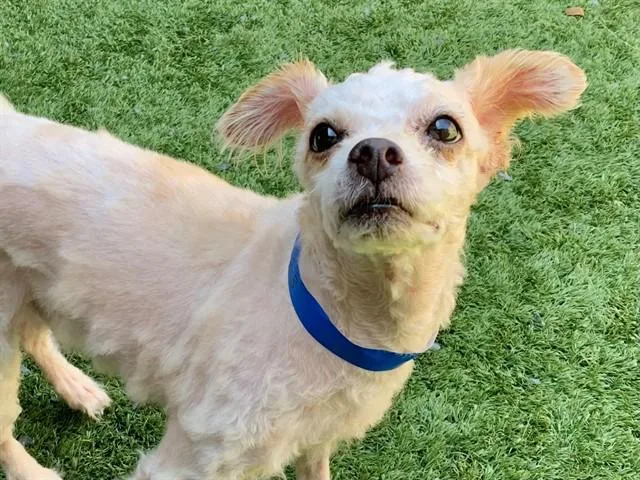 A young small-sized male White / Cream Miniature Poodle dog named Save Me Please Gaspacho for adoption in San Marcos, CA