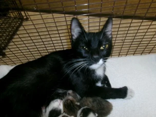 A young large-sized female Domestic Short Hair cat named Mama Cat for adoption in Van Nuys, CA