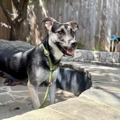 An adult large-sized female Shepherd dog named Lori for adoption in Washington, DC