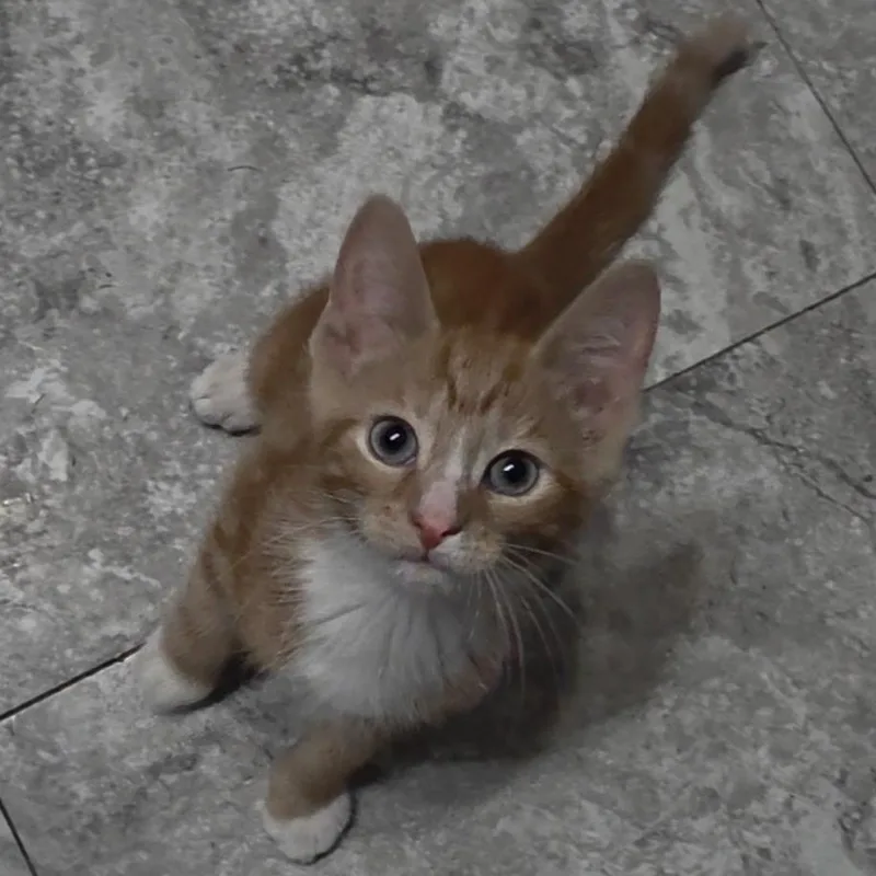 A baby small-sized male Tabby (Orange / Red) Domestic Short Hair cat named Prince Charming for adoption in Reisterstown, MD