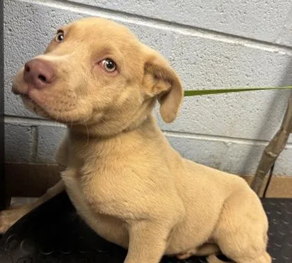 A baby small-sized male Mixed Breed dog named Eggroll for adoption in Chamblee, GA