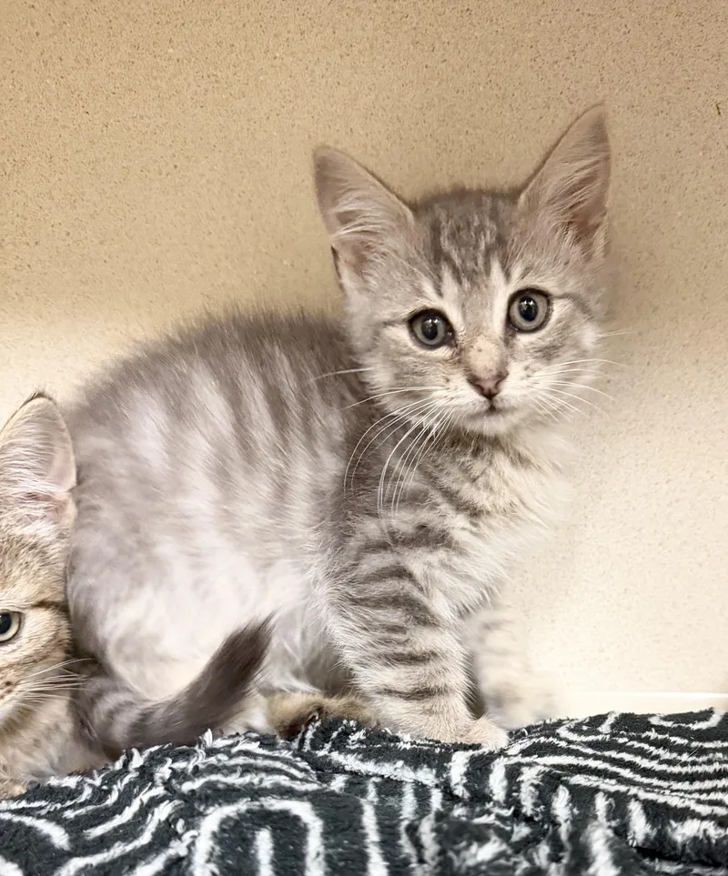 A baby medium-sized male Tabby (Gray / Blue / Silver) Domestic Short Hair cat named Shane for adoption in Hudson, NY