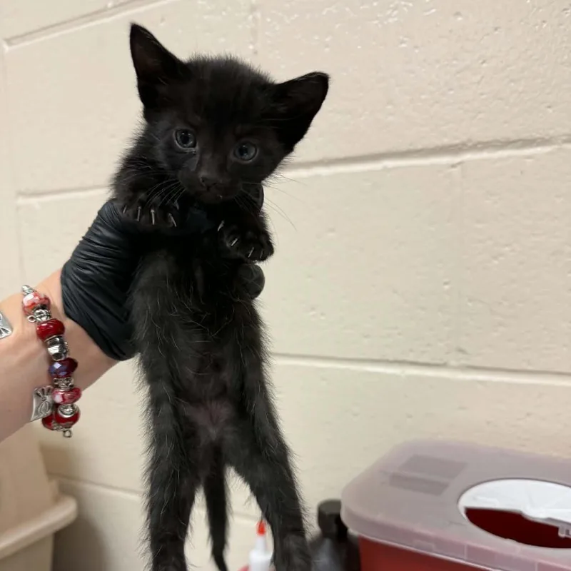 A baby small-sized female Black Domestic Short Hair cat named Apple Jacks for adoption in Reno, NV