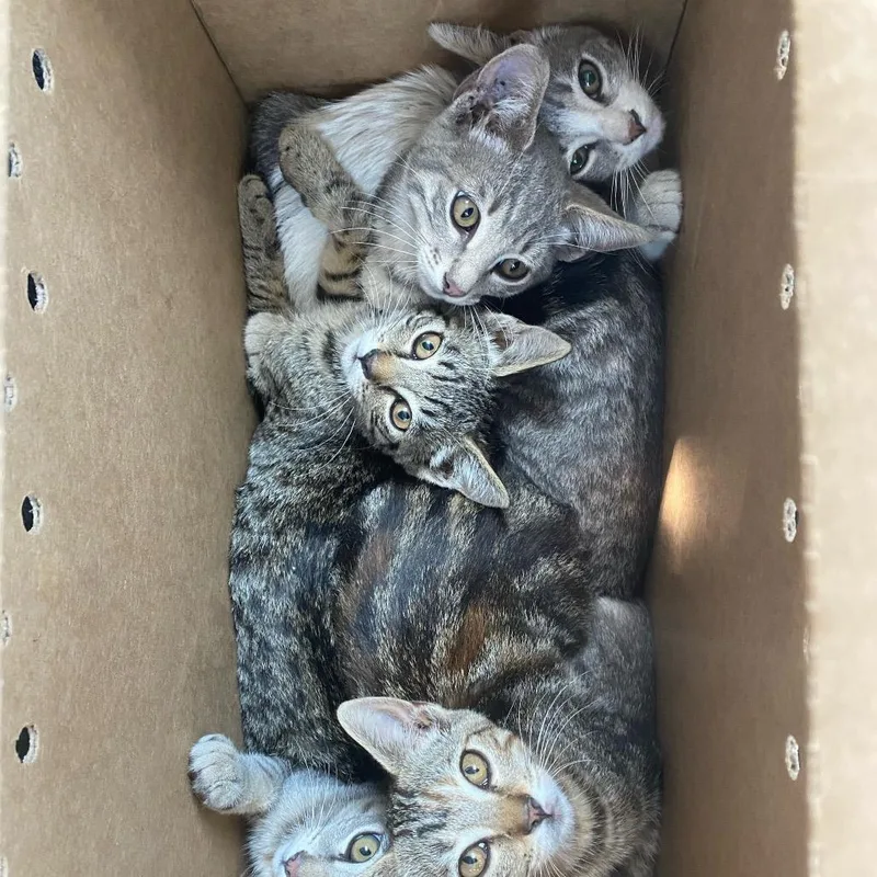 A baby small-sized female Gray / Blue / Silver Domestic Short Hair cat named Harmony for adoption in San Pedro, CA