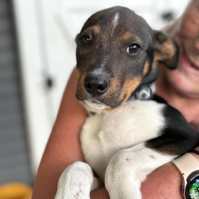 A baby medium-sized male White / Cream Mixed Breed dog named Stetson for adoption in Rochester, MN