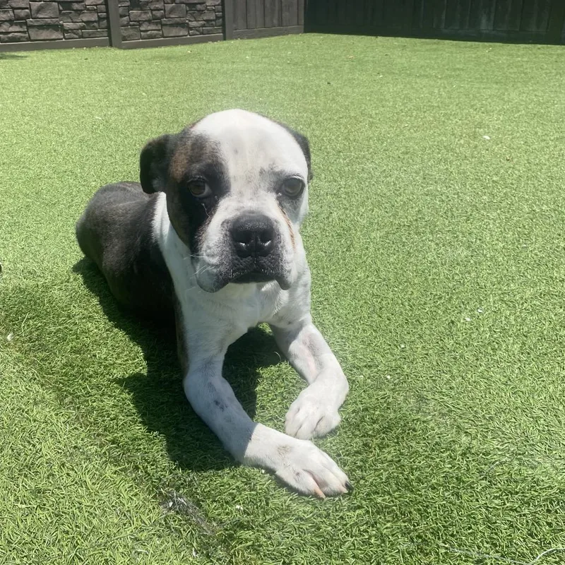 An adult medium-sized male Black Boxer dog named Arnie for adoption in LOXAHATCHEE, FL