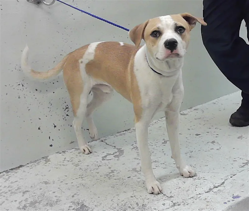 A young medium-sized male Staffordshire Bull Terrier dog named Gio for adoption in Houston, TX
