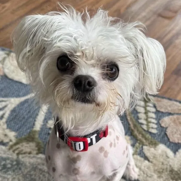An adult small-sized male Mixed Breed dog named Frankie for adoption in Toledo, OH