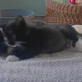 A baby small-sized male Black Domestic Short Hair cat named Sylvester for adoption in West Palm Beach, FL