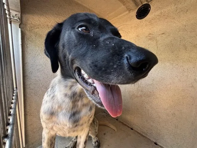 A young medium-sized male Pointer dog named Doug for adoption in Oklahoma City, OK