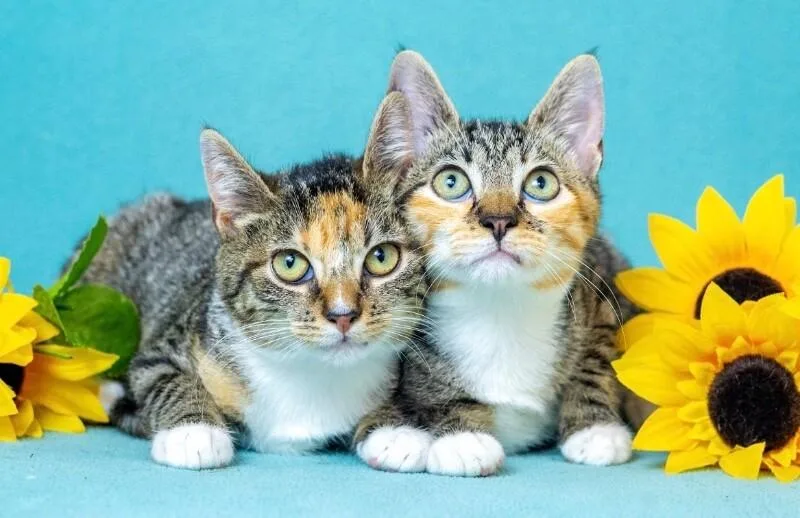 A young medium-sized female Tabby (Brown / Chocolate) Domestic Short Hair cat named Aggie for adoption in North Babylon, NY