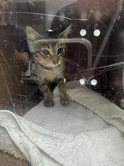 A baby small-sized female Domestic Short Hair cat named Always for adoption in Sevierville, TN