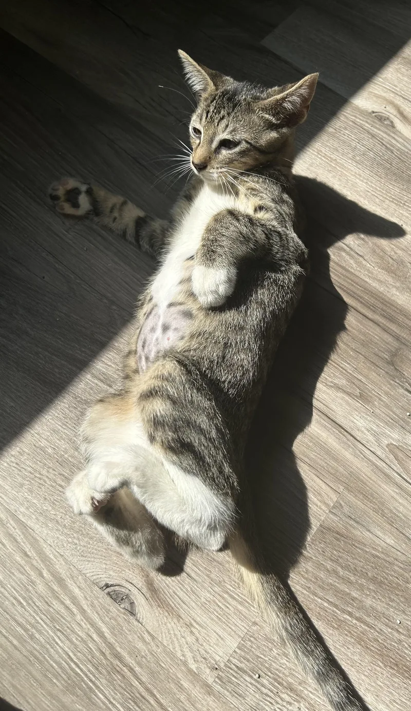 A baby small-sized female Tabby (Brown / Chocolate) Domestic Short Hair cat named Kai for adoption in Tulsa, OK